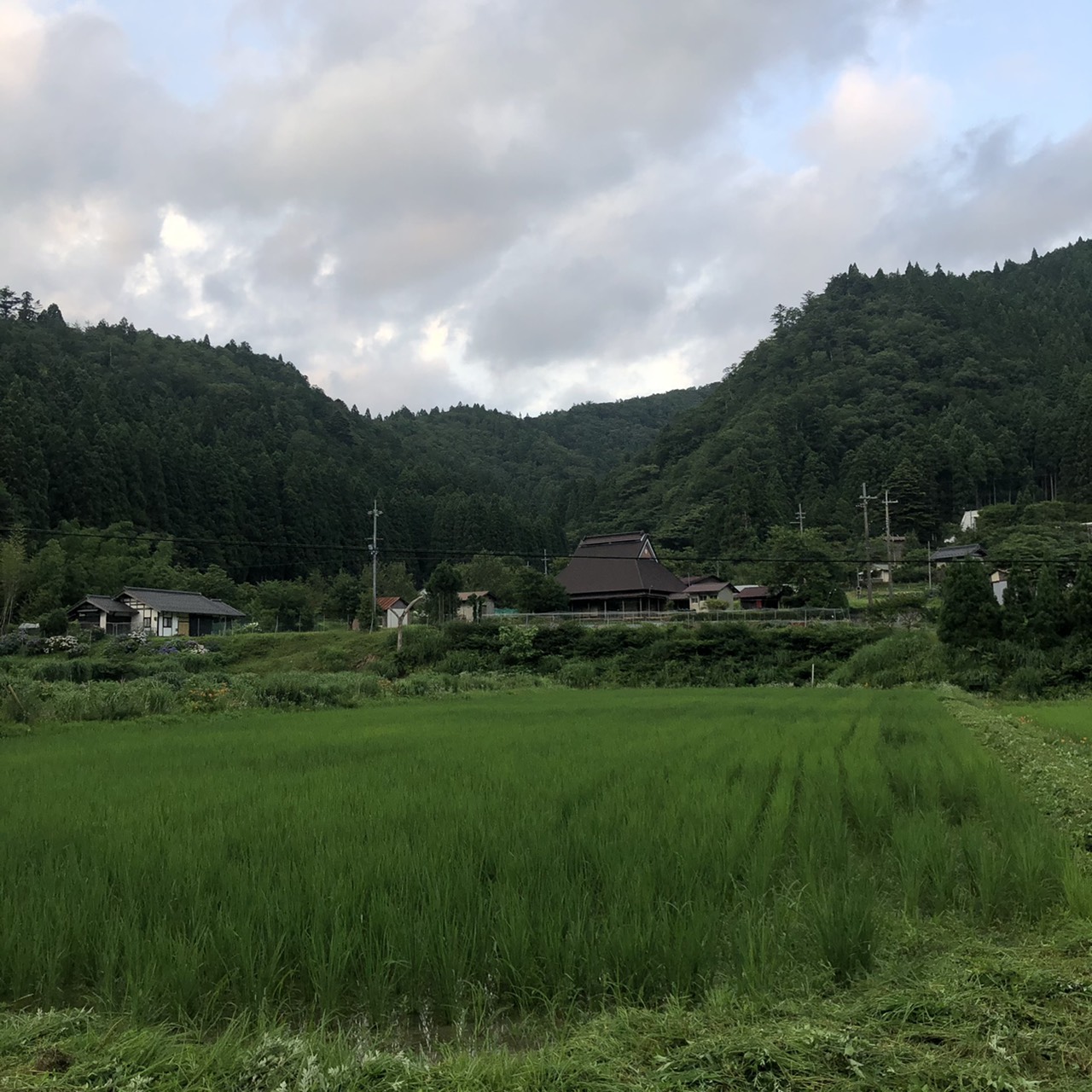 mumokuteki 夏の農作物